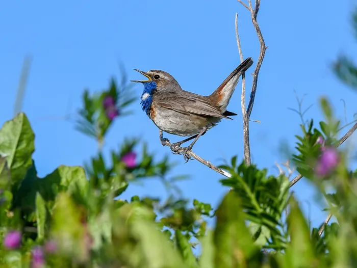Oiseau gorge bleu sur une branche chantant vers le ciel