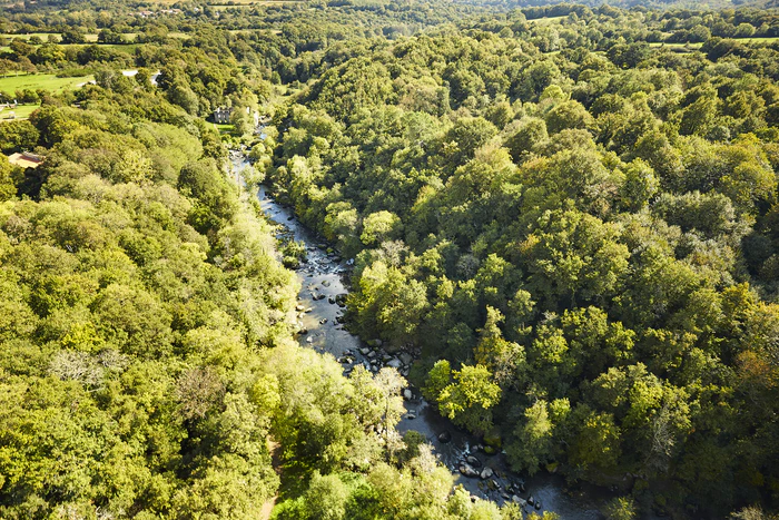 Une forêt avec des arbres à perte de vue traversée par une rivière 