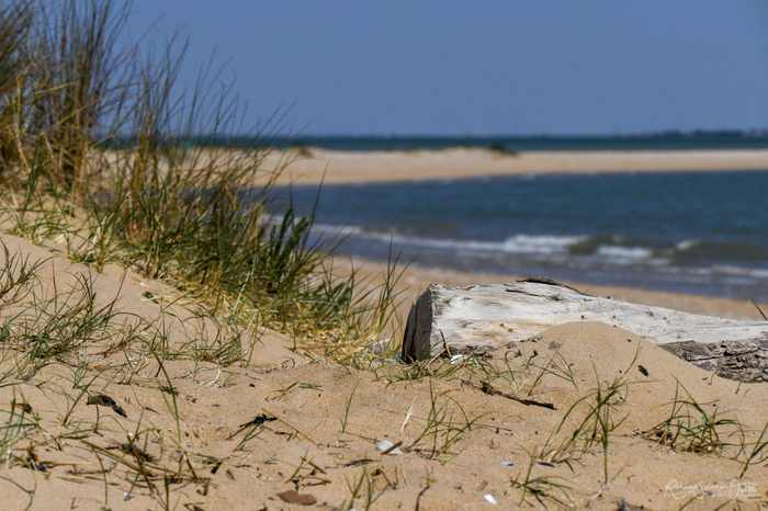 Dune avant d'arriver sur une plage Vendéenne
