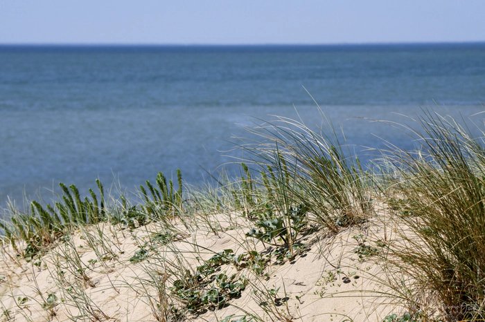 Une dune avec ses brindilles fragile donnant sur l'océan atlantique